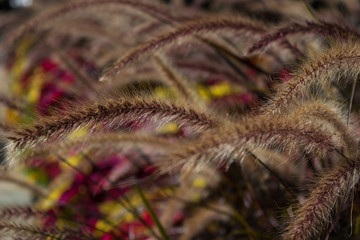 Garden of Purple Fox Grass