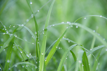 Drops on the green grass after rain. Water drop on the grass leaves.
