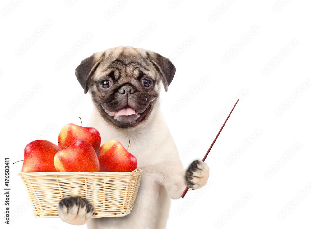 Poster funny puppy holding a basket of apples and pointing stick. isolated on white background