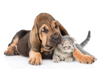 Obraz premium Bloodhound puppy licks a tabby kitten. isolated on white background