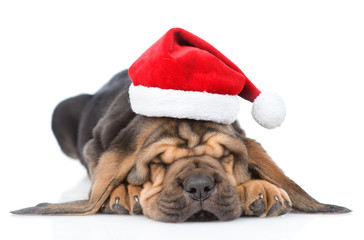 Sleeping bloodhound puppy in red christmas hat. isolated on white background