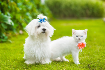 Maltese puppy and chinchilla cat  together on green grass