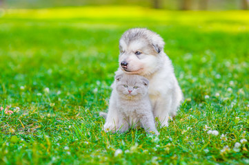 Cute puppy embracing kitten on summer green grass. Space for text