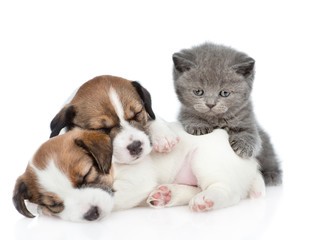 Kitten on a group of sleeping puppies Jack Russell looking at camera.  isolated on white background