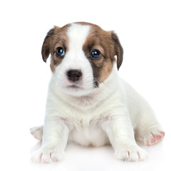 Puppy Jack russell sitting in front view and looking at camera.  isolated on white background