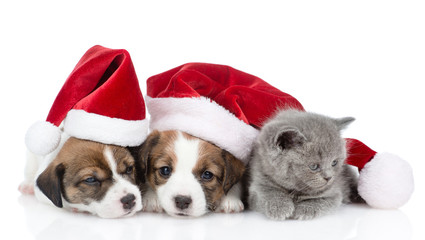 Fototapeta na wymiar Kitten and a group of sleeping puppies Jack Russell in red santa hats. isolated on white background