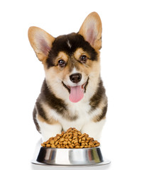 Pembroke Welsh Corgi puppy sitting with a bowl of dry dog food. isolated on white background