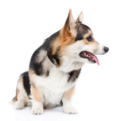 Pembroke Welsh Corgi sitting and looking away. isolated on white background