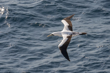 Seagull flying over the water view from above..
