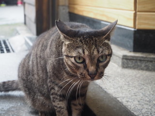 cat