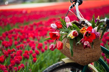 Bicycle with weaved basket and tulip flowers in it on a tulip field background, closeup