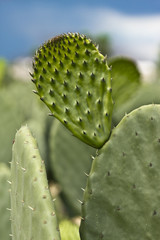 Nopal en acercamiento