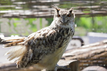 勇敢なフクロウ