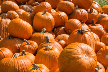 Colored Pumpkin patch in Florida, Miami before Halloween and Thanksgiving holidays 