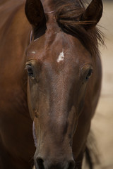 wild mustang