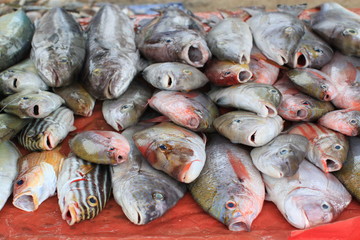 Negombo Fish Market