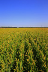 The autumn rice fields