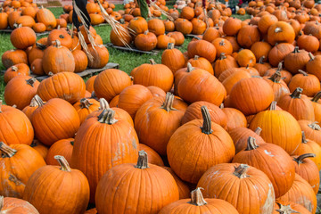 Colored Pumpkin patch in Florida, Miami before Halloween and Thanksgiving holidays 