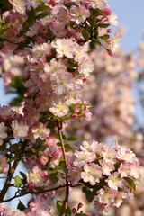 Chinese flowering crab-apple blooming