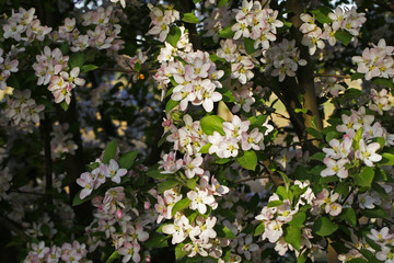 Chinese flowering crab-apple blooming