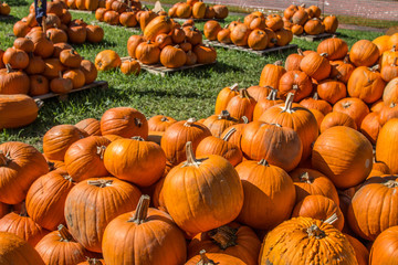 Colored Pumpkin patch in Florida, Miami before Halloween and Thanksgiving holidays 