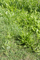 Green leafy leaves in grass.