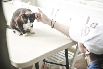 girl wear a white hat playing with Siamese cat on the table interior, lifestyle, soft focus, the concept of girl and animals