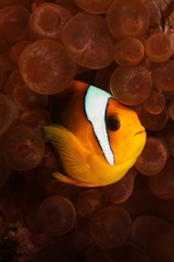 a red sea anemone fish portrait