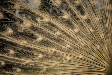 White Peacock feathers