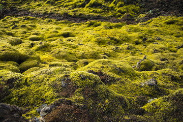 Icelandic moss and volcanic rocks / Iceland