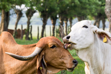 Becerro que le un beso a la vaca