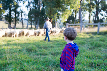 Watching the sheep herding