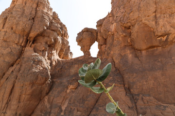 Sahara Tassili