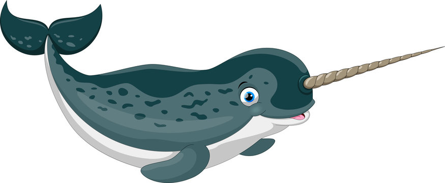 Vector illustration of cartoon narwhal isolated on white background