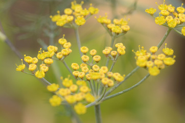 Fennel flowers
