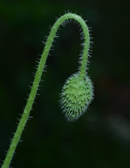 Poppy Bud