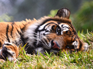 Resting Tiger