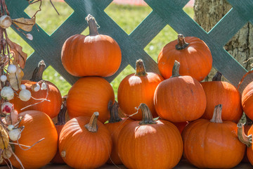 Colored Pumpkin patch in Florida, Miami before Halloween and Thanksgiving holidays 
