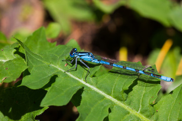 Azure dragonfly