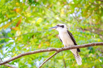 Kookaburra Sitting On Tree