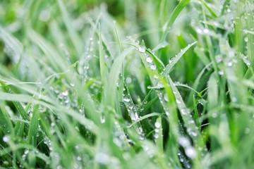Wet Grass After Rain