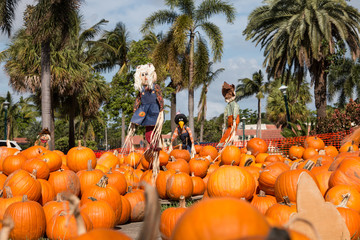 Colored Pumpkin patch in Florida, Miami before Halloween and Thanksgiving holidays 