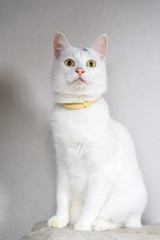 portrait of a beautiful white domestic cat 