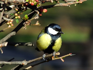 Great Tit In Spring
