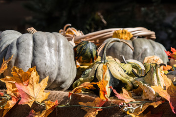 Colored Pumpkin patch in Florida, Miami before Halloween and Thanksgiving holidays 