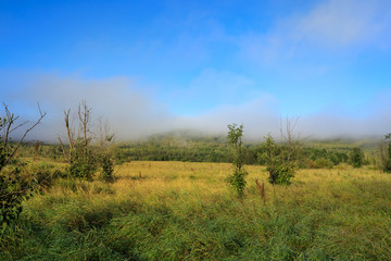 beautiful forest and grassland under blue sky
