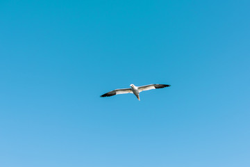 Flying gannet birds isolated against blue sky in Perce, Gaspesie, Gaspe region of Quebec, Canada by Bonaventure Island