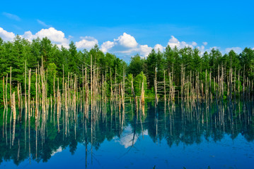 北海道美瑛町　青い池
