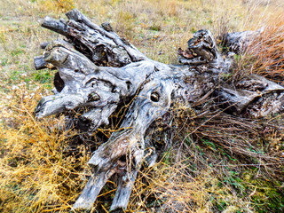 Old mystic tree