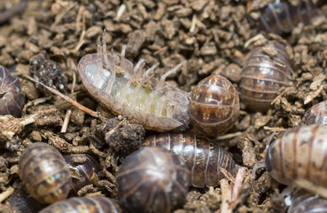 Many pill bugs on dry cow dung